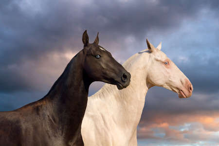 Portrait of two achal-teke horse against sunset skyの写真素材