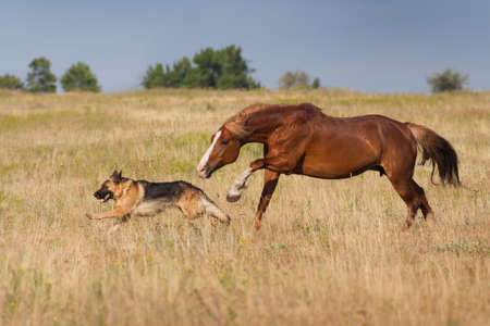 Red horse run with dog in the fieldの写真素材