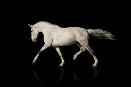 White horse trottingの写真素材