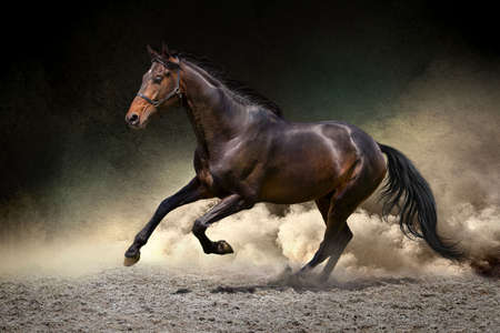 Black horse run gallop in dust desert Black horse run gallop in dust desert