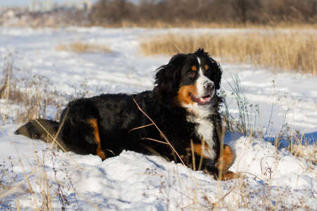 Beautiful berner dog in snow parkの写真素材