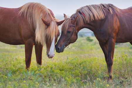 Beautiful horse couple in loveの写真素材