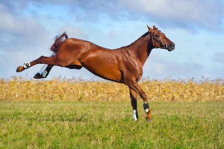 Red horse jump for fun