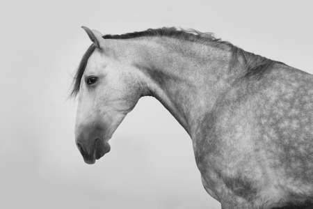 Grey lusitano horse portrait at sunriseの写真素材