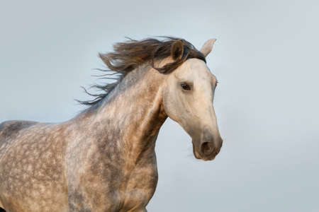 Grey lusitano horse portrait at sunriseの写真素材