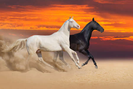 Two beautiful akhal-teke horses run in desert against sunset skyの写真素材