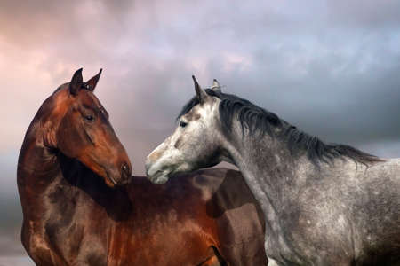 Beautiful black and grey colour horse couple in love.の写真素材