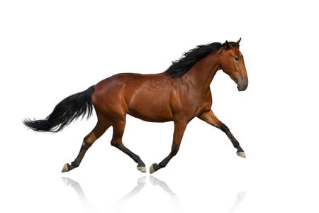 Horse isolated on whiteの写真素材