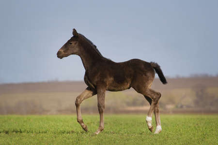 Running black foal in spring green fieldの写真素材