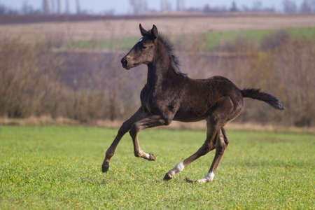 Running black foal in spring green fieldの写真素材