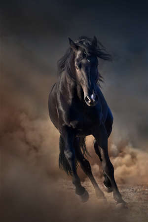 Beautiful black stallion run in desert dust against sunset skyの写真素材