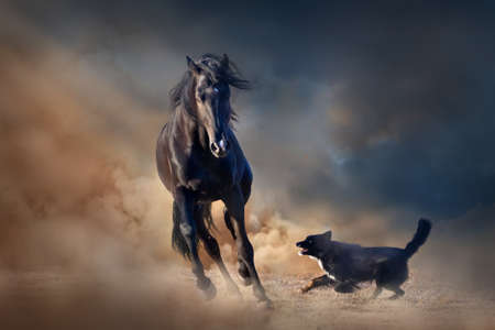 Beautiful black stallion with dog in desert dust against sunset skyの写真素材