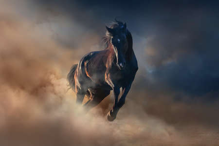 Beautiful black stallion run in desert dust against sunset skyの写真素材