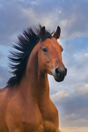 Horse portrait in motionの写真素材