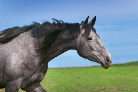Portrait of beautiful grey horse against blue skyの写真素材