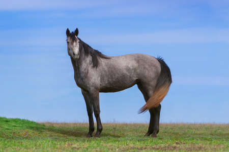 Beautiful grey horse at the meadowの写真素材