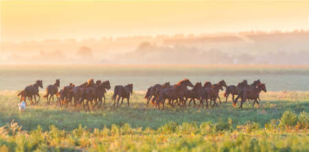 Beautiful horse herd run in the meadow at sunset
