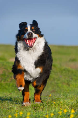 Dog running on green grass