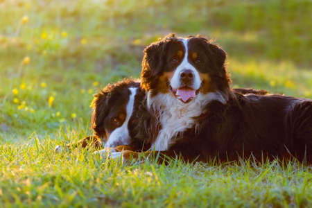 Two bernese dog lying on spring grassの写真素材