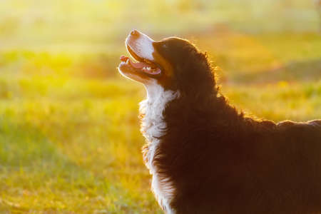 Bernese dog portrait at sunriseの写真素材
