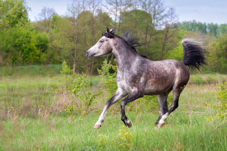Grey arabian horse run gallop in fieldの写真素材