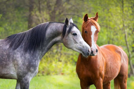 Beautiful red and grey colour arabian horse couple in loveの写真素材