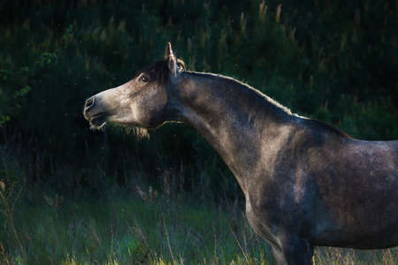 Grey arabian portrait in forestの写真素材