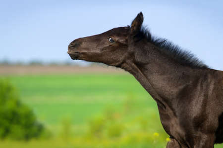 Beautiful black colt portrait on pastureの写真素材
