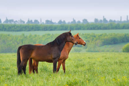 Two horse on pasture in the morningの写真素材