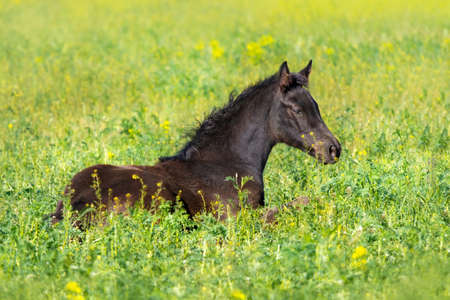 Beautiful black foal lying in green meadow with yellow flowersの写真素材