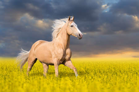 Palomino horse with long blond male on colza fieldの写真素材