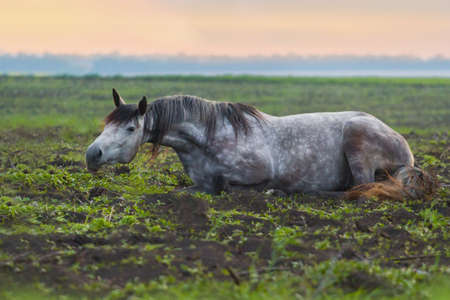 Beautiful horse lying in field at sunriseの写真素材