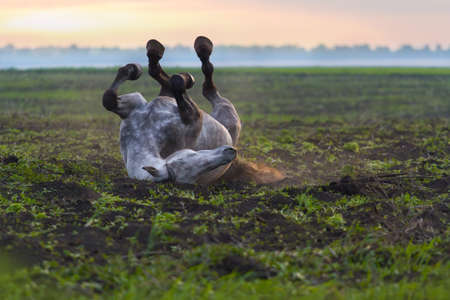 Happy horse rolling In field in the morningの写真素材
