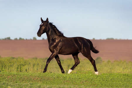 Black beautiful horse trotting in green fieldの写真素材