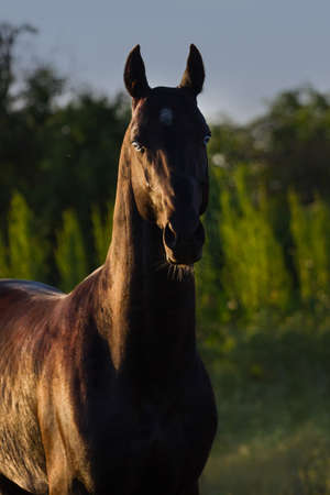 Black achal teke horse with blue eyes portraitの写真素材
