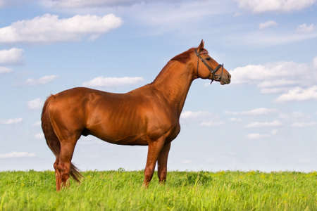 Exterior red stallion in green pastureの写真素材
