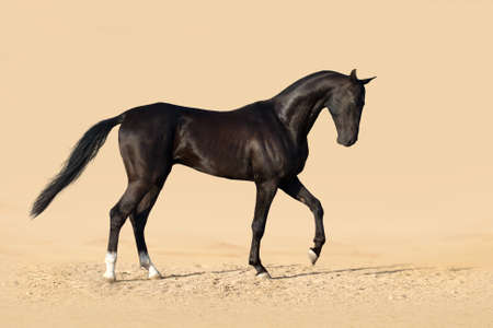 Beautiful black achal teke stallion horse in desertの写真素材