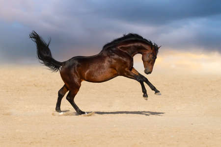Bay stallion horse playing in sandy field against sunset skyの写真素材