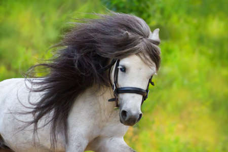 Grey pony with long mane portrait run at summerの写真素材