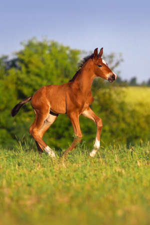 Running bay foal in spring green fieldの写真素材
