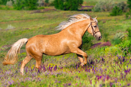 Palomino horse with long blond male on flower fieldの写真素材