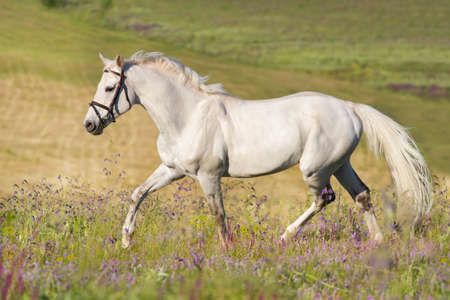 White beautiful horse trotting on flower fieldの写真素材