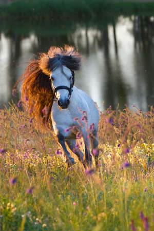 Grey pony with long mane portrait run at summer sunset in flowersの写真素材