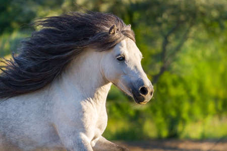 Grey pony with long mane portrait run at summerの写真素材