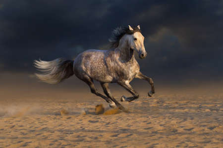 Grey andalusian horse run gallop in desert dustの写真素材