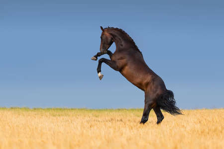 Stallion horse rearing up in a field of wheat