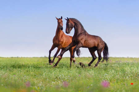 Couple horses run gallop on gree grass with flowers at summer dayの写真素材