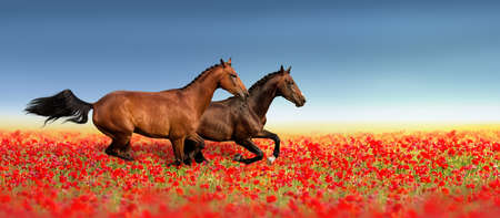 Two stallion run fast in poppy field against blue skyの写真素材