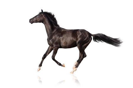 Beautiful black stallion run gallop on whiteの写真素材