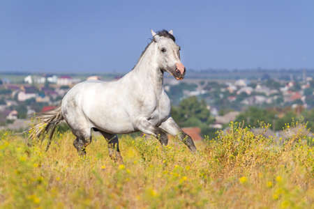 White horse runの写真素材